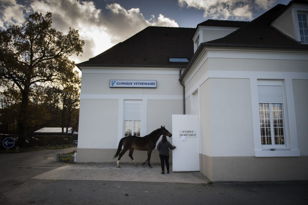 Horse at Clinique de Grosbois