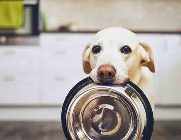 Global Pet Food Processor Improves Quality and Yield with GE Digital HMI/SCADA