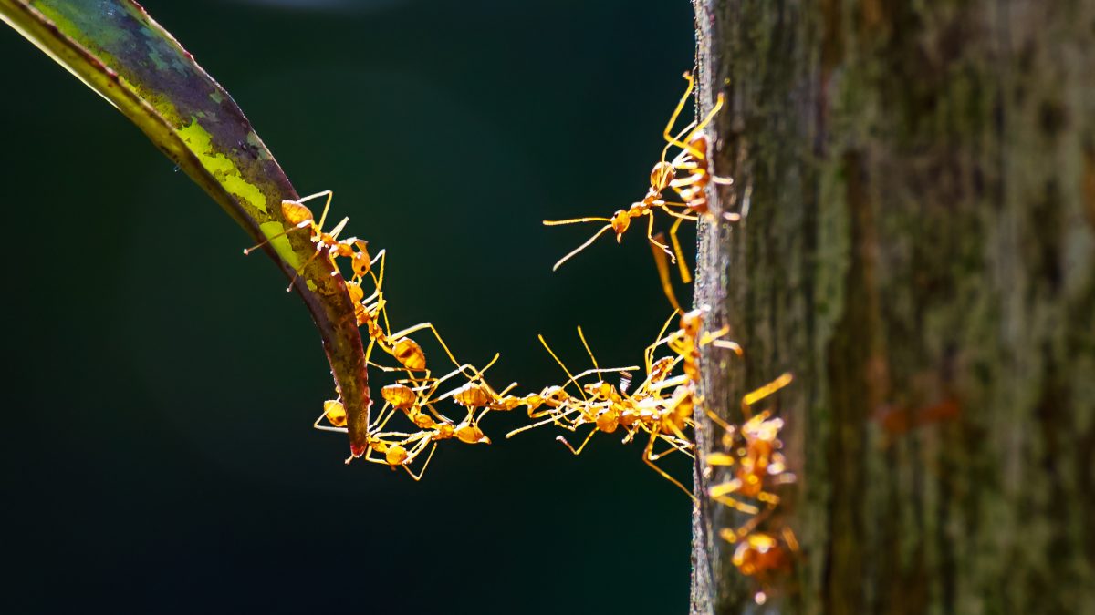 How Do Fire Ants Form Amazing Towers And Rafts Without A Master Plan? | GE  News