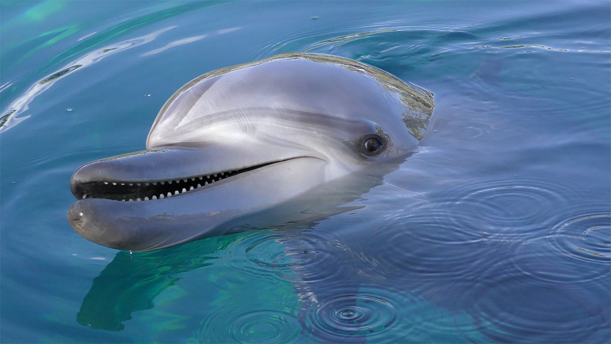 The Inside Story Watching A Baby Dolphin Grow GE News Sunnie Again 1200