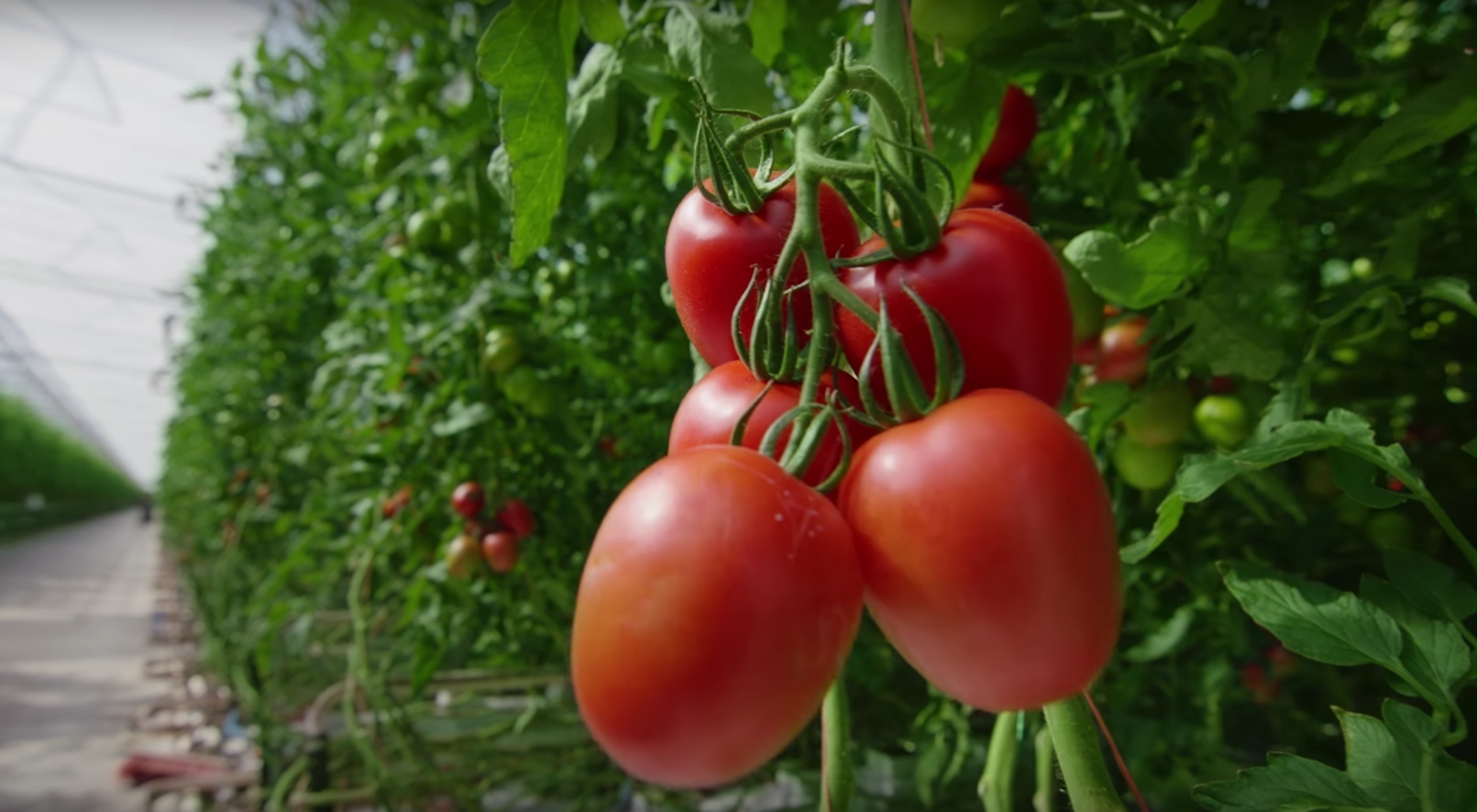 You Say Tomato I Say Terabyte These Dutch Fruits Of The Vine Are Being Ripened By Software Ge News