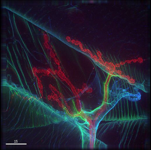Description: Drosophila neuromuscular junction stained for extracellular matrix proteins (green and blue) and the nerve terminal (red). Therapeutic focus: Neurodegenerative disease.