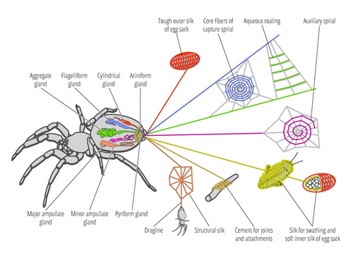 A Brief History of Harvesting Spider Silk