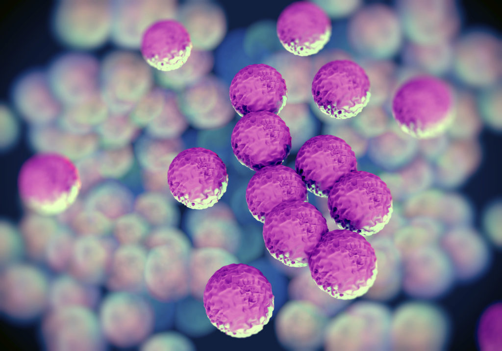 MRSA bacteria or superbug