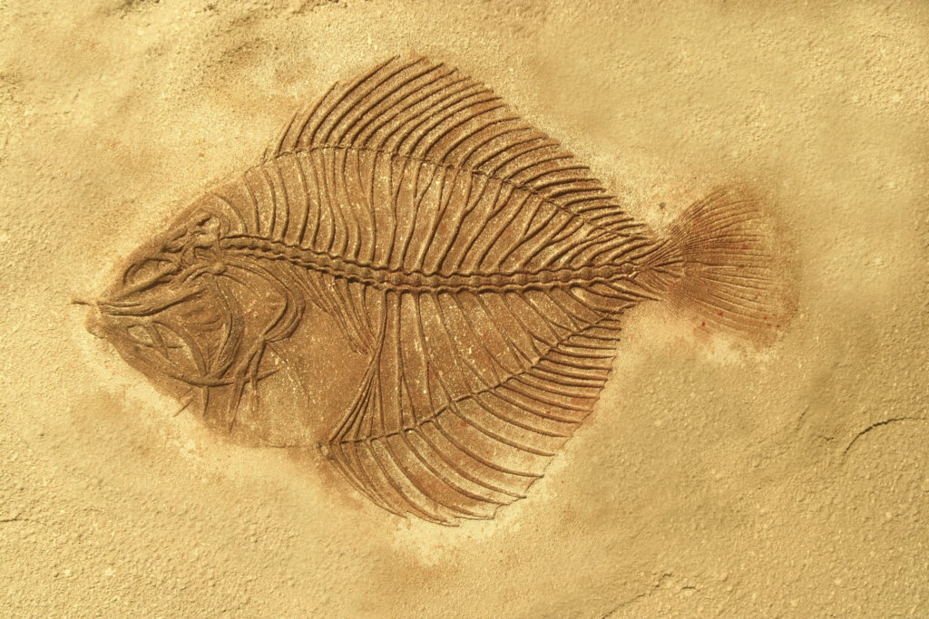 fossil fish