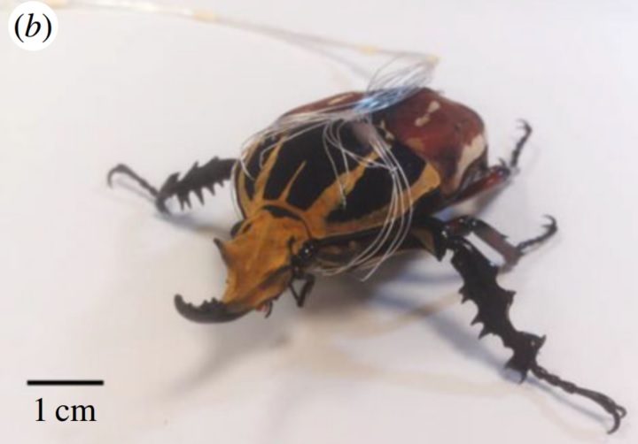 cyborg-beetle-3