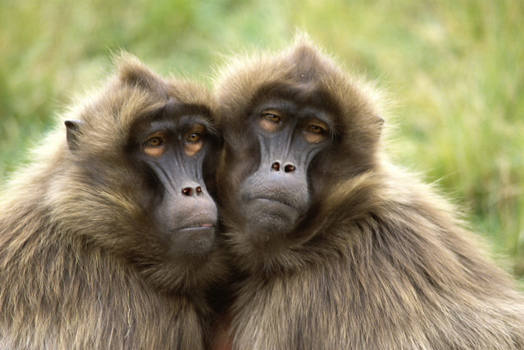 Close-up of two Gelada Baboons