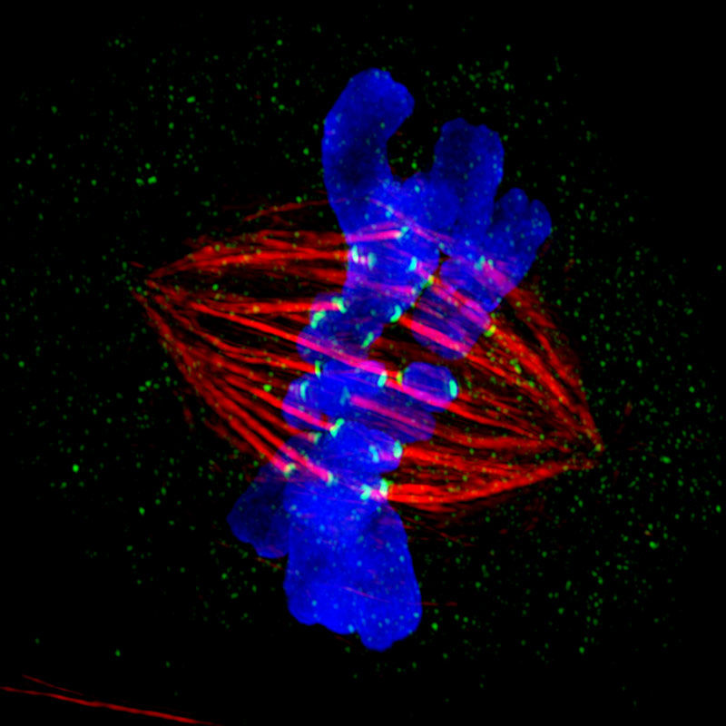 Category: Microscopy. Image description: Metaphase epithelial cell in metaphase stained for microtubules (red), kinetochores (green) and DNA (blue). Therapeutic focus: Cancer.