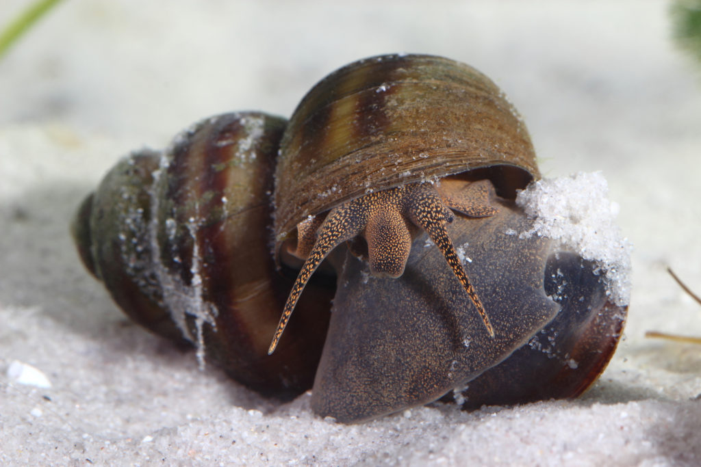 Frashwater snail (Bithynia) on ponds bottom. Macro