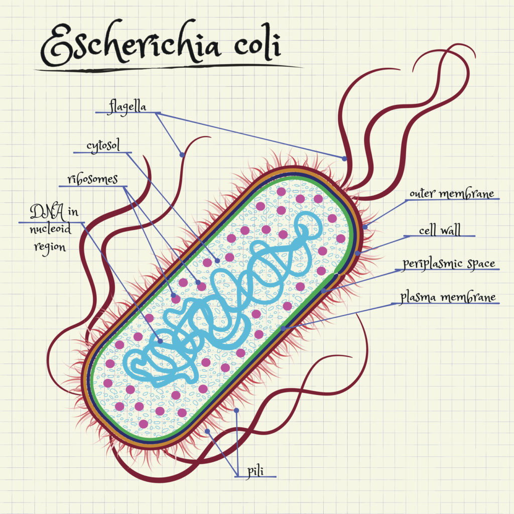 Vector drawing of the structure of Escherichia coli