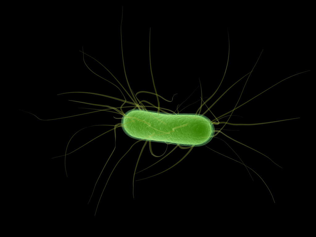 e.coli bacterium