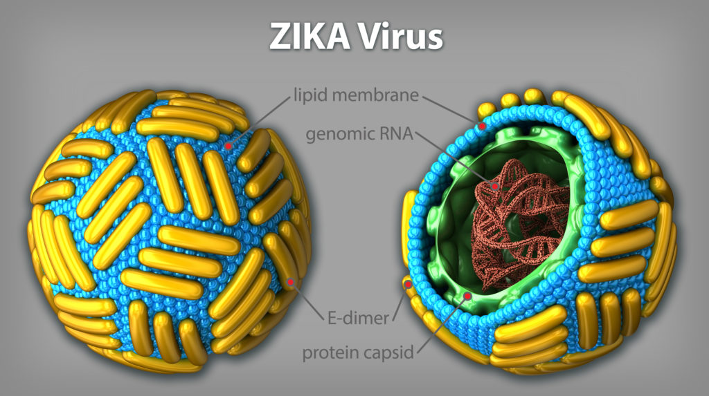 Zika virus structure.3d illustration