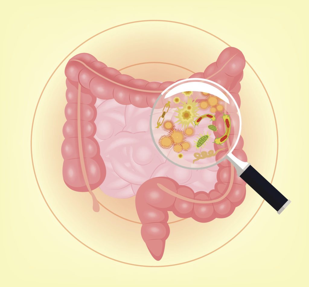 Vector intestines with bacteria, germs and magnifier. Vector illustration