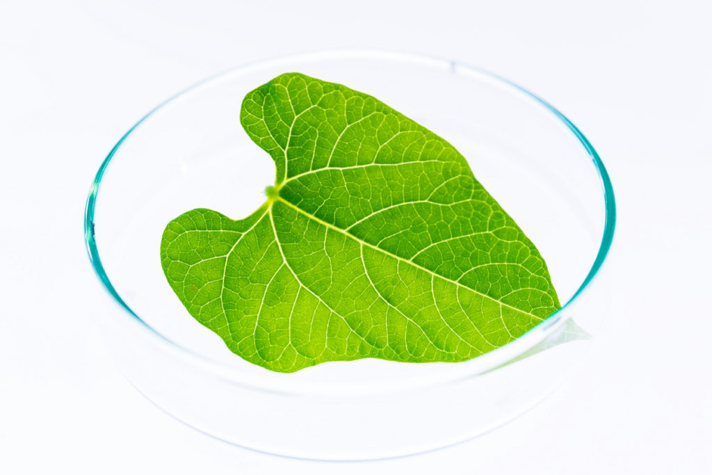 Research of plant photosynthesis in the laboratory