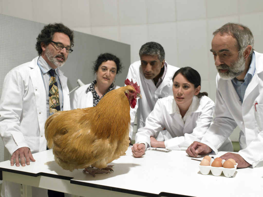 Group of scientists examine chicken in laboratory