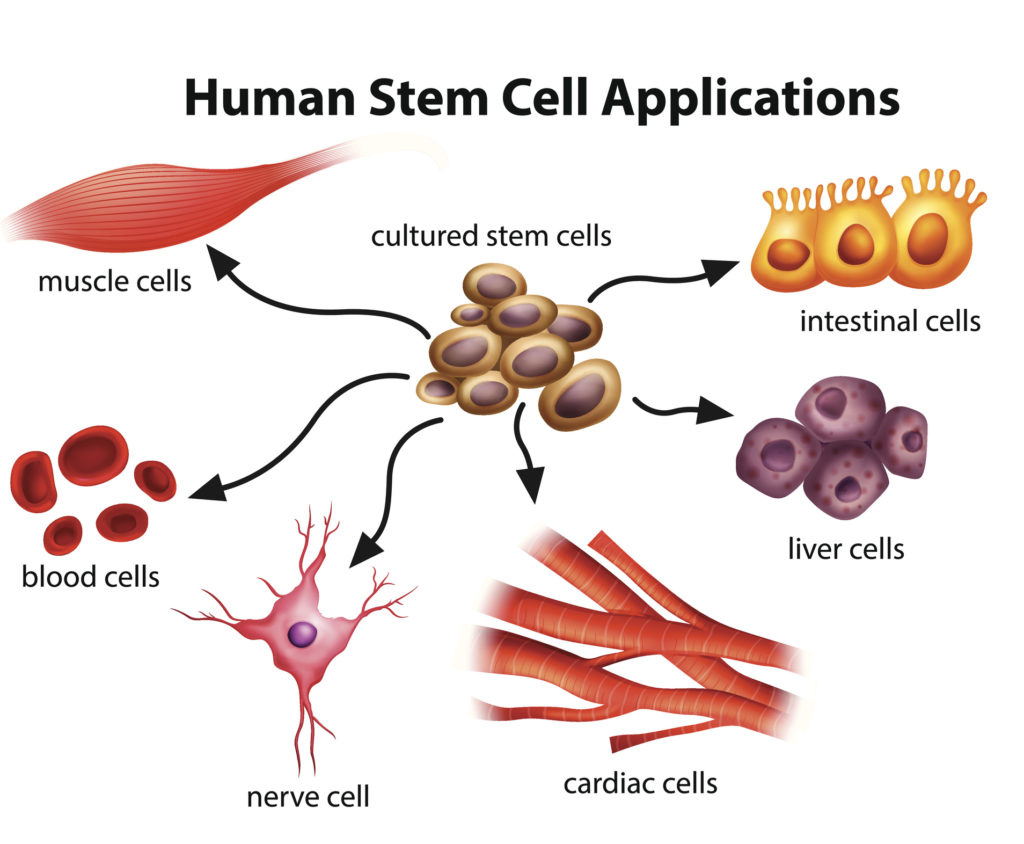 Human Stem Cell Applications on a white background
