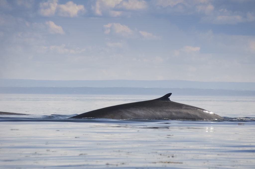 Fin whale, St Lawrence river, Quebec (Canada)