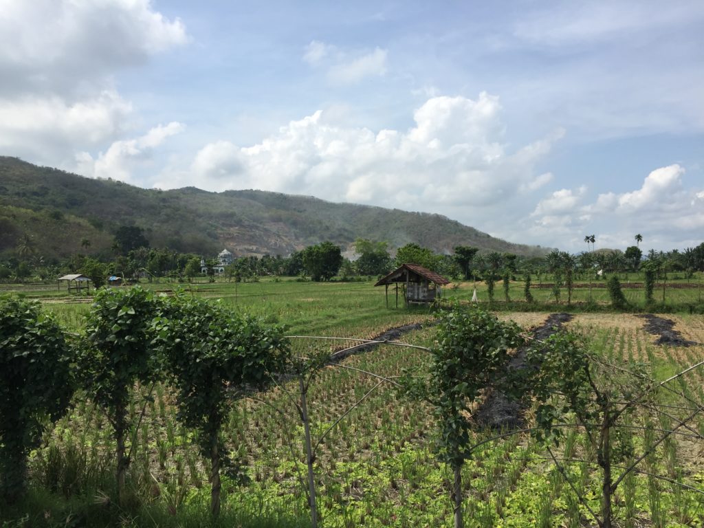 rice paddy2