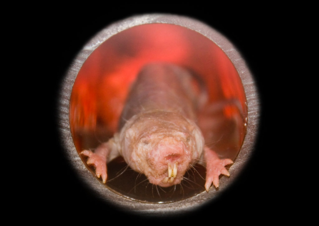 A naked mole rat (Heterocephalus glaber) in a tube - isolated