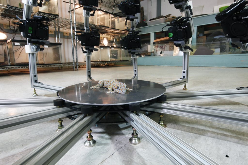 Beastcam Array with gecko