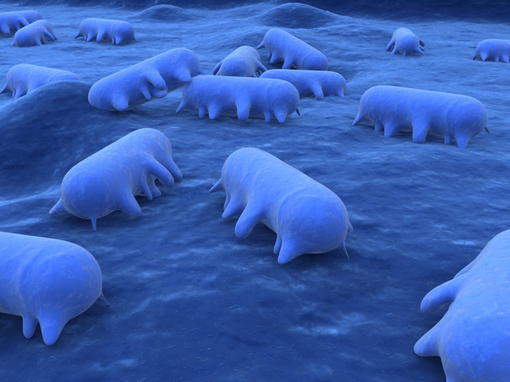 salmonella