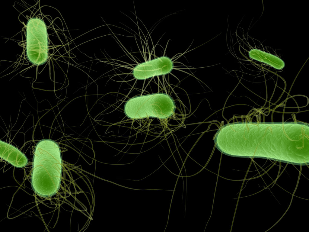e. coli bacteria