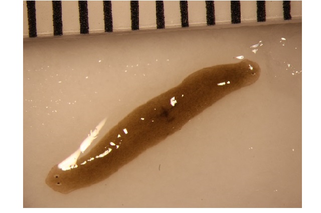 width=