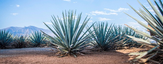 tequila, Getty Images