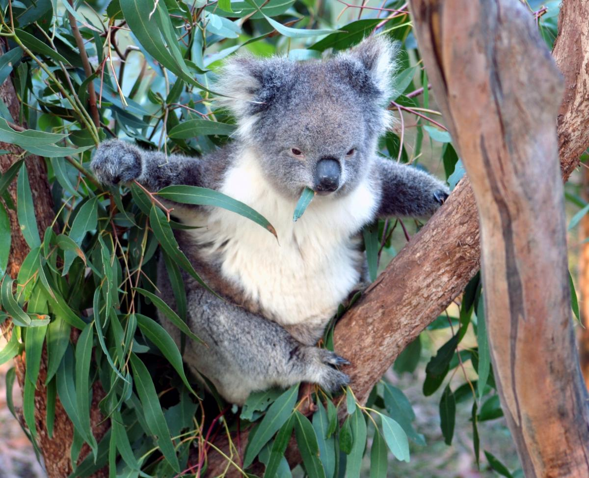 /><br />
<br />
<strong>Is it true that koalas get drunk on the toxins from the leaves?</strong><br />
<br />
No, I’m afraid that’s a bit of an urban myth. But they do sleep for about 20 hours a day – so when we see them they often look a bit groggy. They need to conserve their energy for the night time when they’ll range quite a long distance sometimes, and climb three or four trees to feed.<br />
<br />
<strong>So what did you find out about the diseases in this population?</strong><br />
<br />
We found a range of diseases, including koala chlamydia, which is a shame because the koalas weren’t showing any outward signs of chlamydia. We thought the population was clear of the disease, but then a lot of the tests came back positive.<br />
<br />
Unfortunately we couldn’t do anything about it, to treat the chlamydia we’d need to keep the koalas in captivity for a couple of weeks and put them on antibiotics, and we can’t do that to the whole wild population.<br />
<br />
What we need is a way to test for the disease in the field, then we might be able to do something about it.<br />
<br />
<strong>So what can we do to protect our existing koala populations?</strong><br />
<br />
Really it’s all about habitat. It’s about protecting the habitat that’s already there, planting more trees, and the right combination of trees on the right soils.<br />
<br />
At the moment a lot of the tree planting goes on beside the road, and that causes problems too because the koalas get hit by cars. What we really need are tree corridors on fertile land where the trees will grow nutritious leaves that the koalas can eat.<br />
<br />
And it’s about climate change, the heat waves around Gunnedah are getting worse, last year the temperature got up to 48 degrees on one day, and we just find koalas dead at the base of the trees. Some of the local farmers even put out water for them when it gets hot because they need to drink.<br />
<br />
They need a good mix of food trees and shelter trees, and the population to stay strong enough to give us time to find a cure for the diseases like chlamydia.<br />
<br />
<em>Want to know more about how technology is helping to diagnose koala chlamydia? Check out this <a href=
