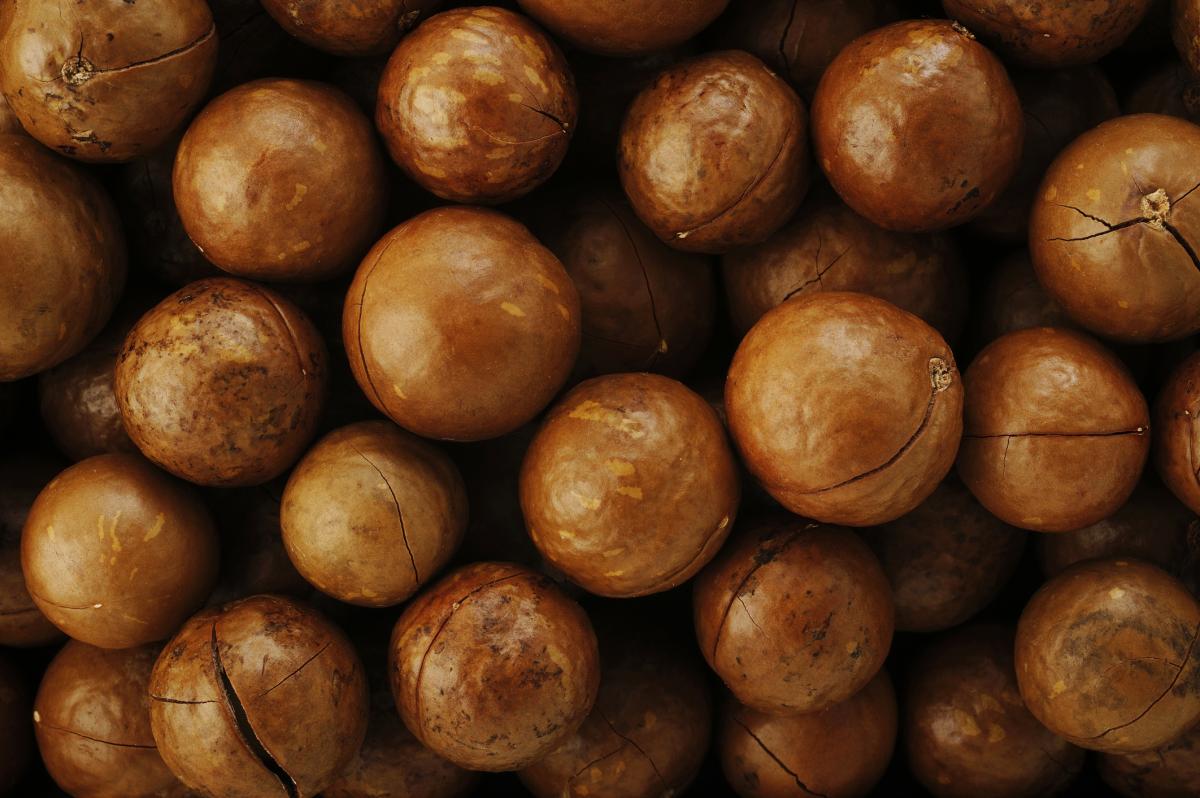  /></strong><br />
<br />
The tasty macadamia nut is more than just a superfood – it is now being used to make power. Extremely hard and porous, macadamia nut shells burn at very high temperatures and are being used to replace coal and charcoal in agribusinesses in Queensland where the nuts are commonly grown.<br />
<br />
North of Brisbane in the town of Gympie, Suncoast Gold Macadamias makes enough power to run its nut processing plant as well as 960 homes thanks to a macadamia nut shell cogeneration power plant. Further north,&nbsp;<a href=