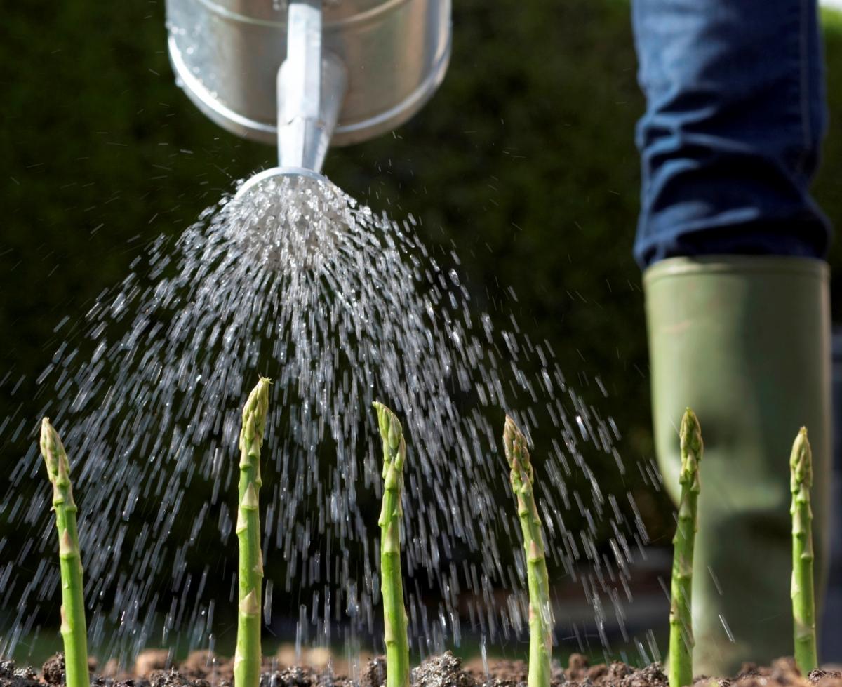  /></strong><br />
<br />
Today the kids of Gosford will focus on creating a better habitat for creatures great and small. A local childcare centre will create a new home for the small green tree frogs found in the centre gardens. A team of children (under the careful guidance of teachers!) will build a pond made of recycled materials to provide a safe and natural habitat for the frogs to thrive and to teach the kids more about a frog’s life.