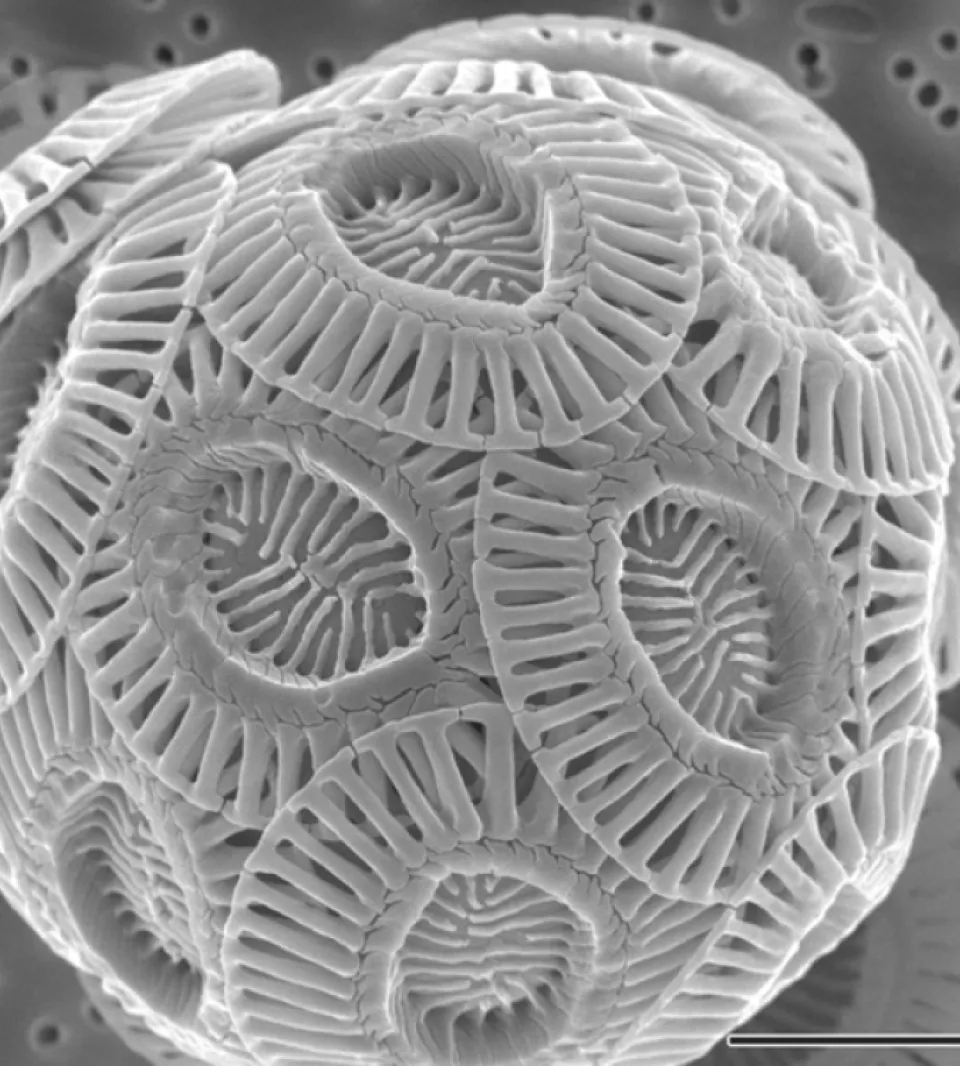 Photo at top: A scanning electron micrograph of a single coccolithophore cell,Â Emiliania huxleyi.Â Image credit: Wikimedia Commons/Alison R. Taylor, Universitys of North Carolina Wilmington Microscopy Facility. Link video: https://youtu.be/2Y461Y4Nu9s