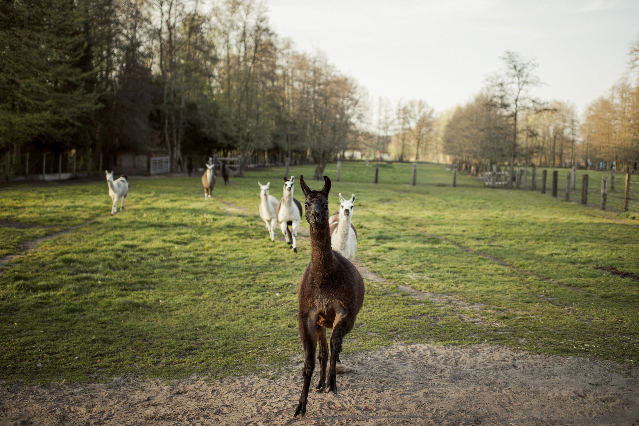 lama