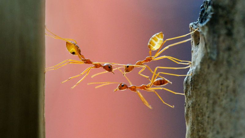 Ants CNN