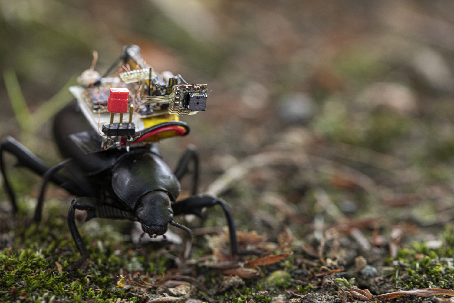 A beetle with a tiny camera apparatus on its back