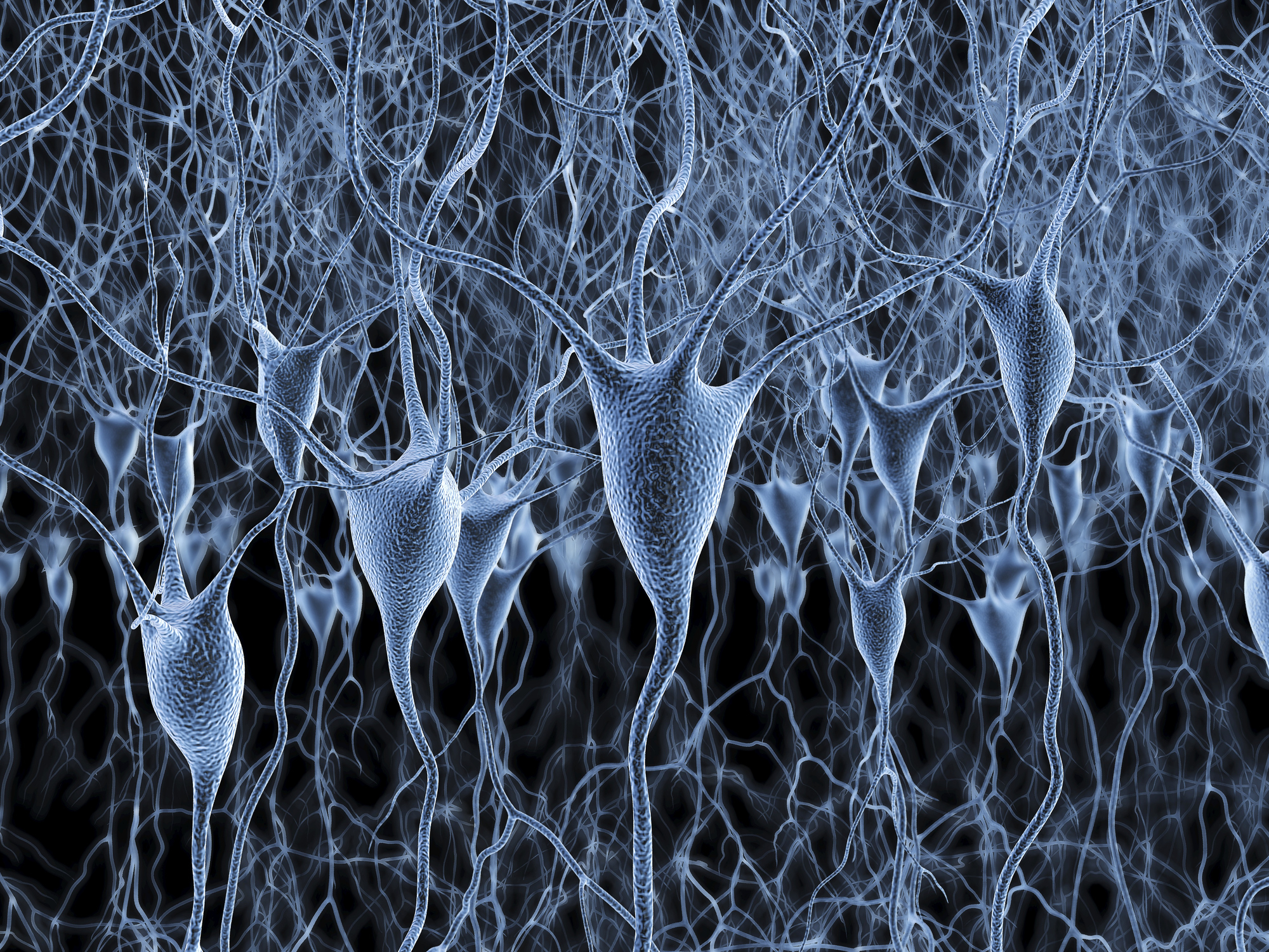 Neurons