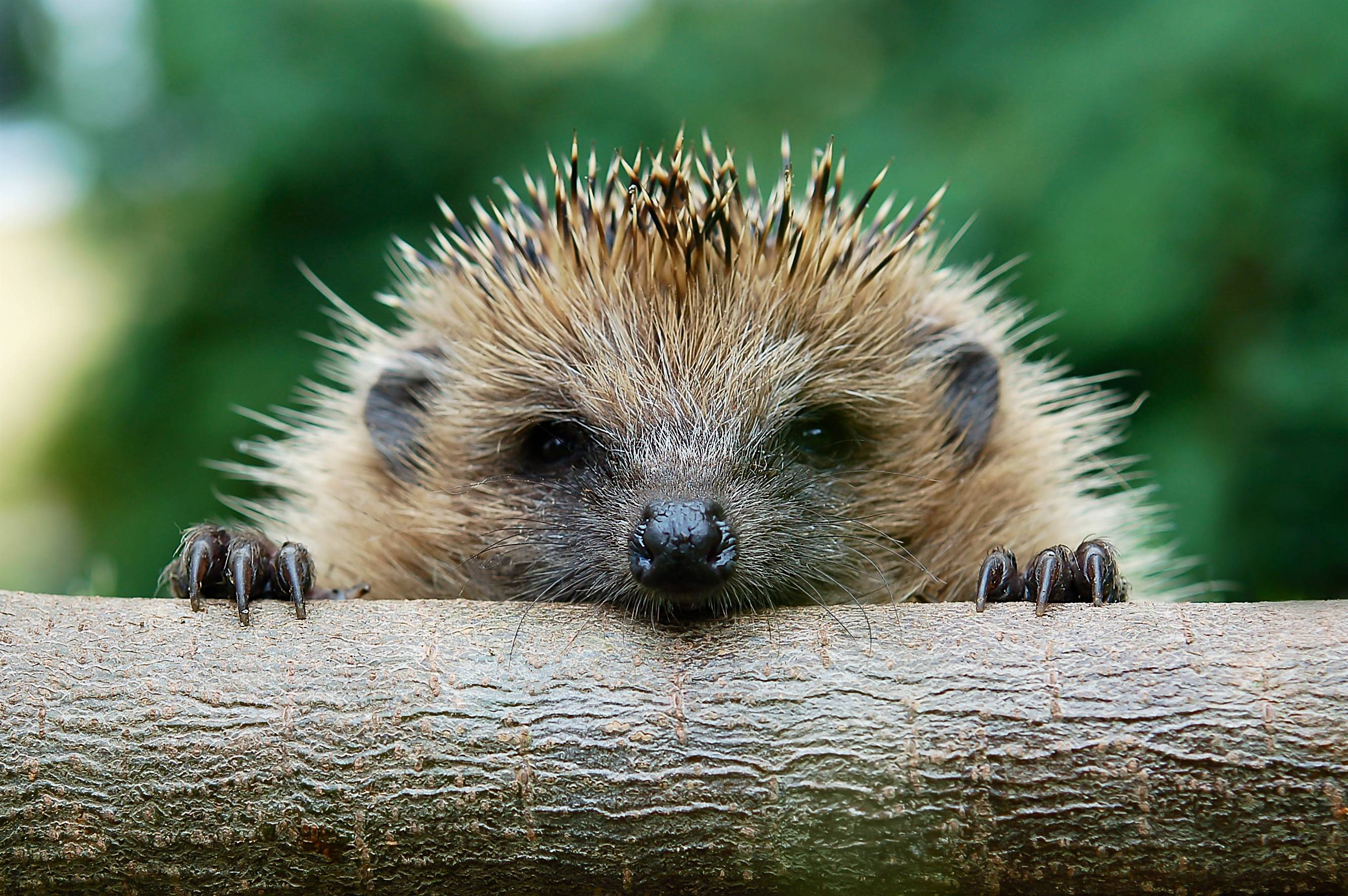 Hedgehog MRSA Getty Images
