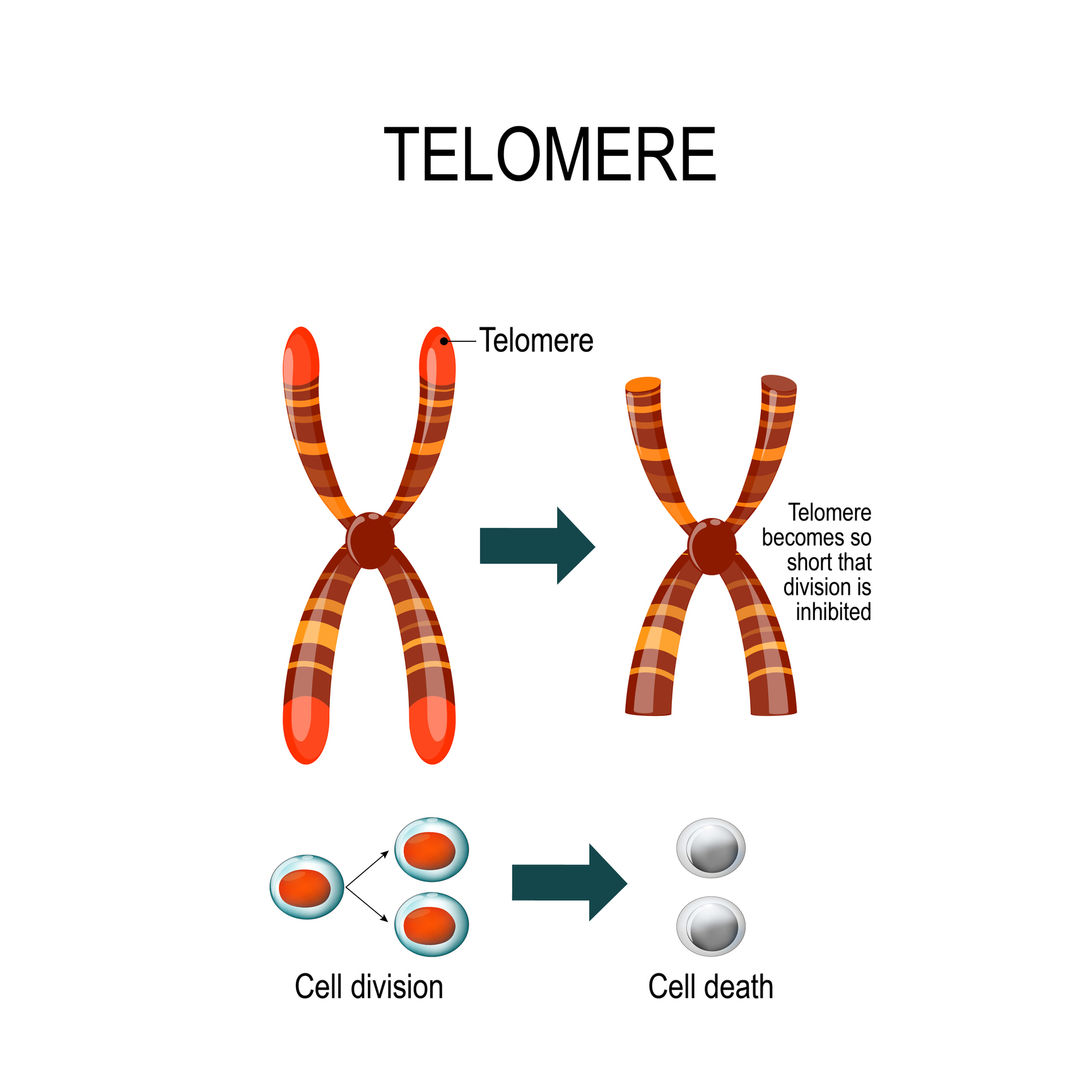 telomere getty images