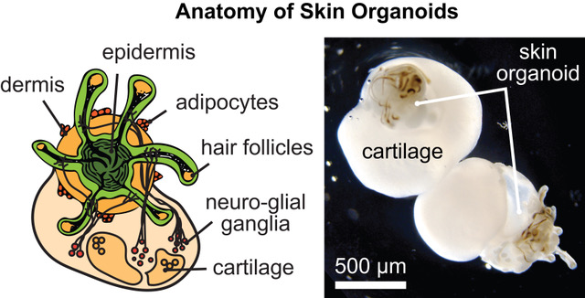 half stem cell