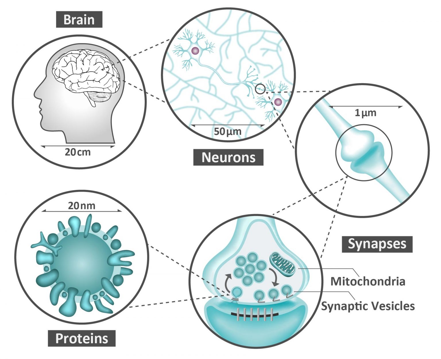 Illustration of neurons and synapses in the brain