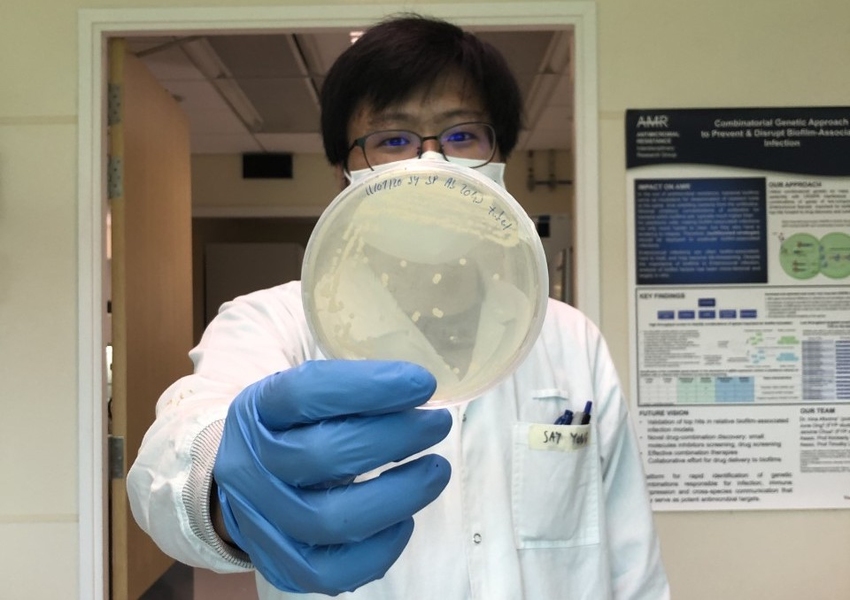 Bacteria
