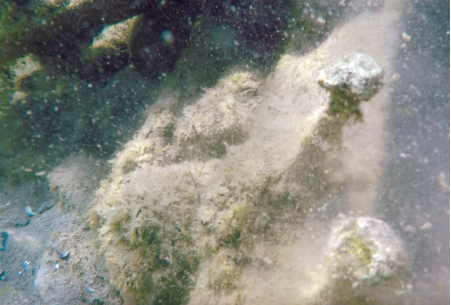 Diver in Lake Michigan