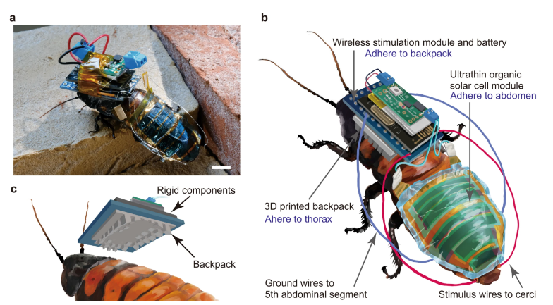 Côn trùng cyborg được cấp năng lượng từ pin sạc gắn với pin mặt trời. Nguồn ảnh: npj Flexible Electronics