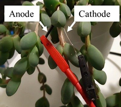 The ice plant succulent shown here can become a living solar cell and power a circuit using photosynthesis. Credit: Adapted from ACS Applied Materials & Interfaces, 2022.