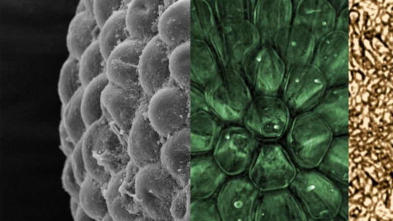 A composite view of Protocodium sinense, a new species of green algae from more than 541 million years ago. To the left is an external view of the fossil, followed by a view through the outer layer (green) and an image of the inner core (gold). Credit: CÃ©dric Aria
