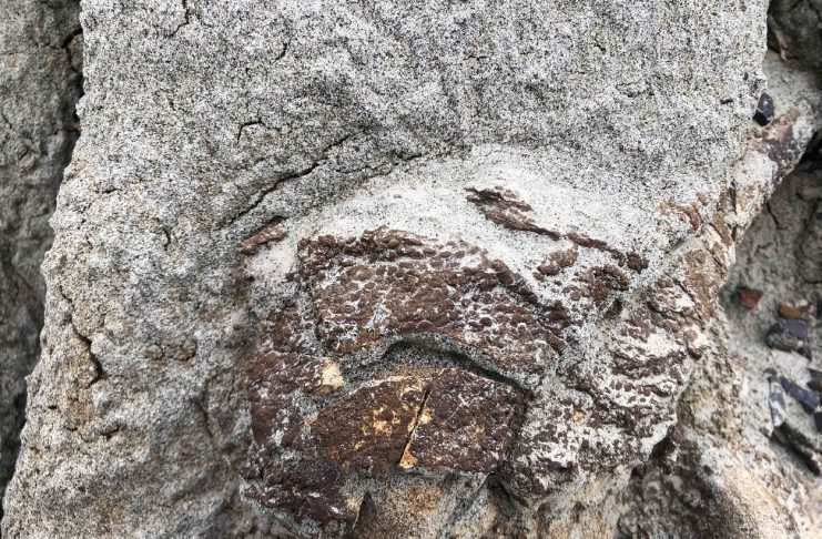 hadrosaur Alberta