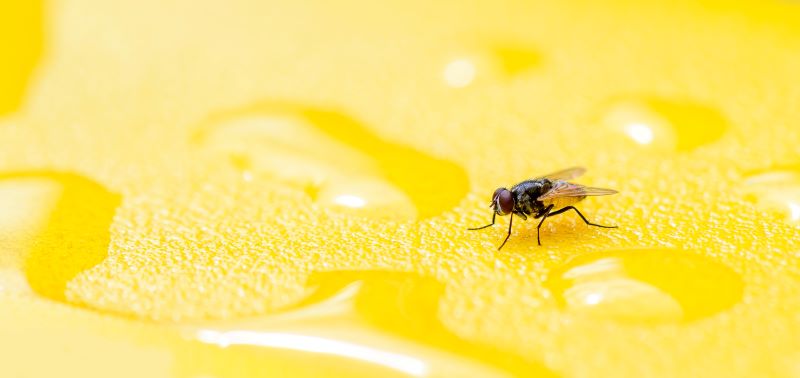 Fruit fly on fruit