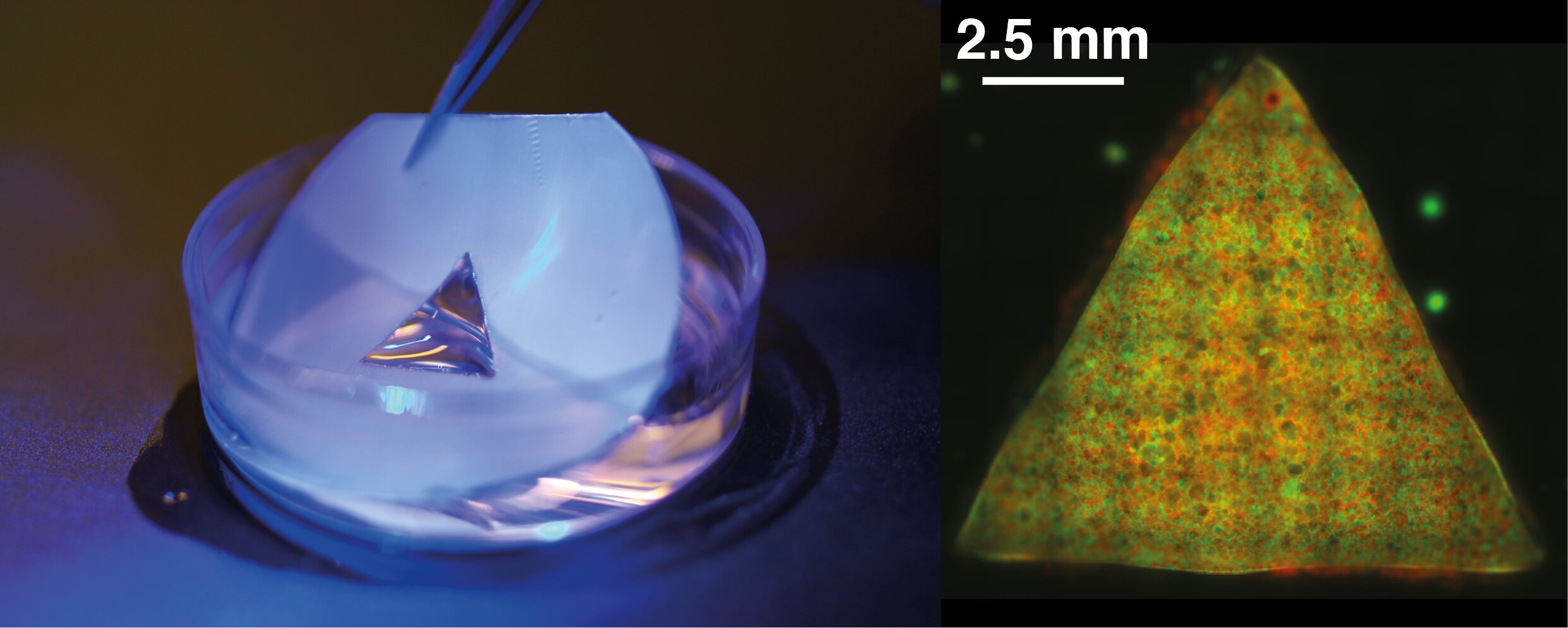 Protocellular Floating Mold