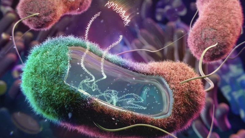 E. coli