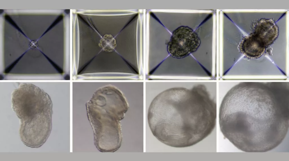 synthetic embryos